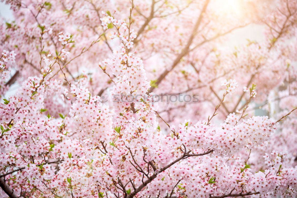 Similar – Image, Stock Photo pink Pink Blossom