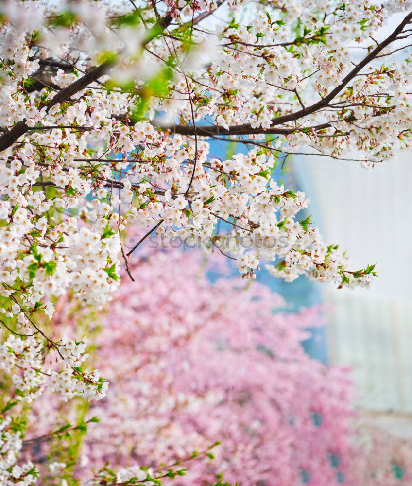 Image, Stock Photo pink Pink Blossom