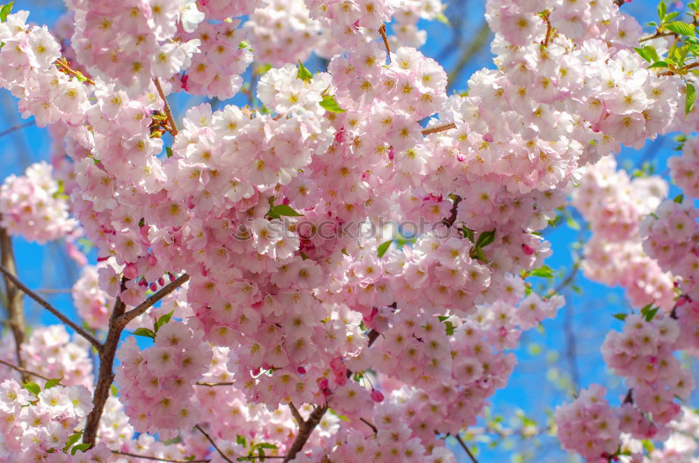 Similar – Image, Stock Photo magnolia tree Happy