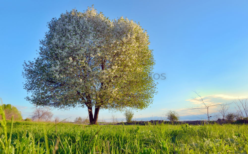 Similar – Foto Bild Einzelstück Sommer Umwelt