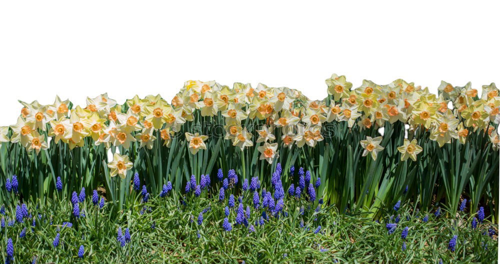 Similar – Foto Bild Kleine Sonne Umwelt Natur