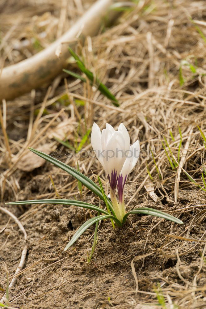 Similar – Image, Stock Photo crush crocus Legs