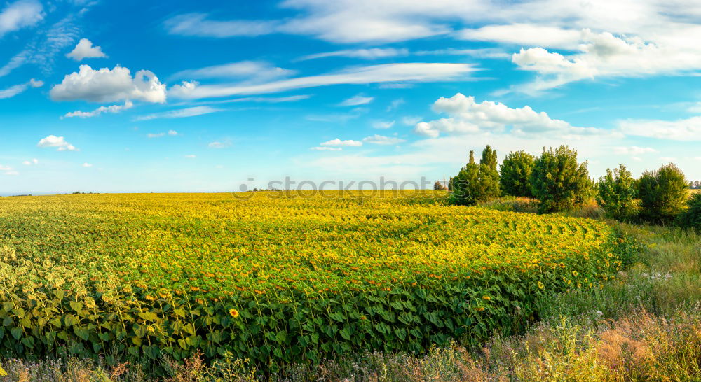 Similar – Image, Stock Photo Yellow love