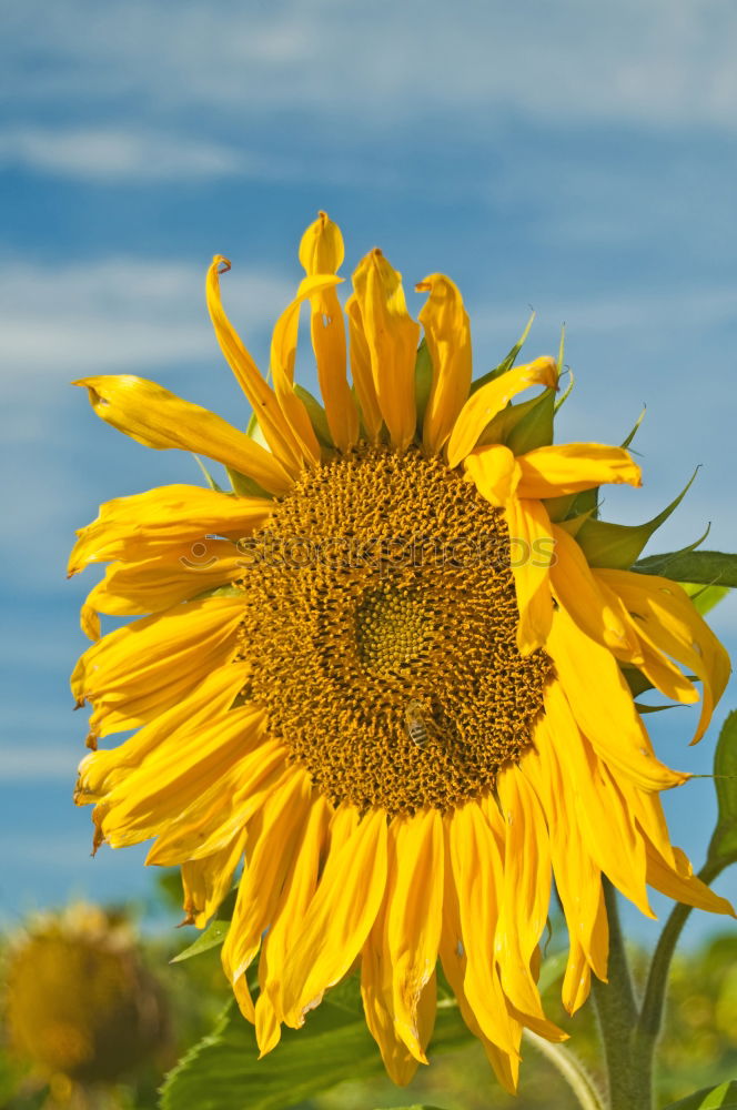 Similar – flowerage Sunflower