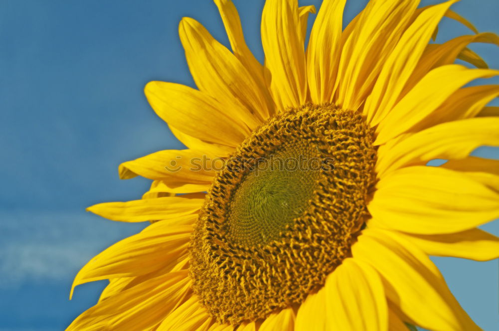 flowerage Sunflower