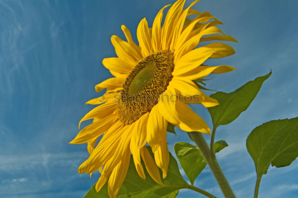 Similar – Rear view of a sunflower in sunlight in front of a blue sky