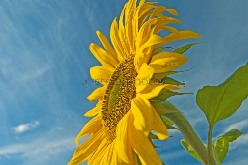 Similar – blossoming Sunflower Bulb