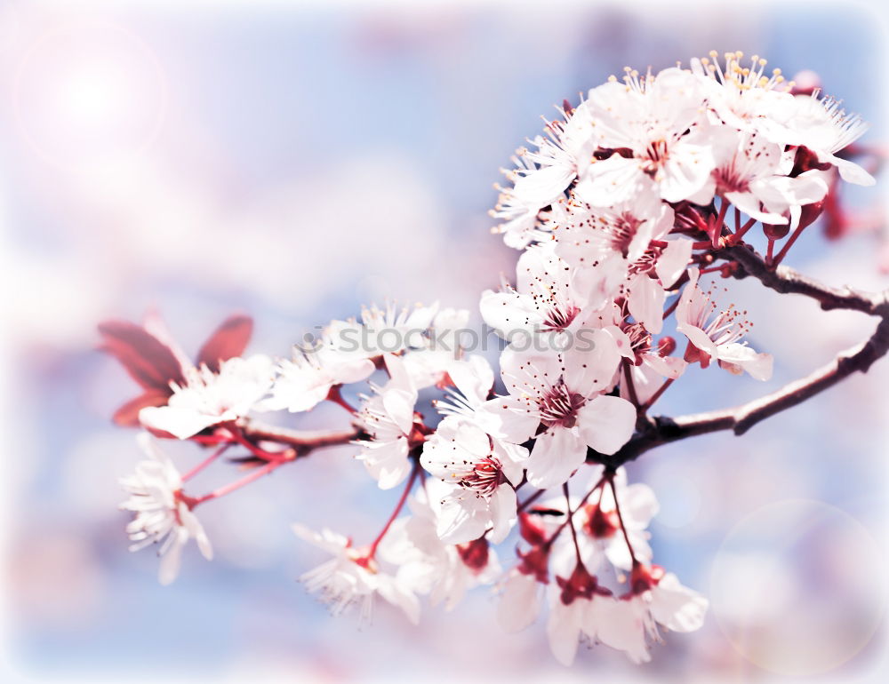 Similar – Image, Stock Photo Magnolia tree no.1