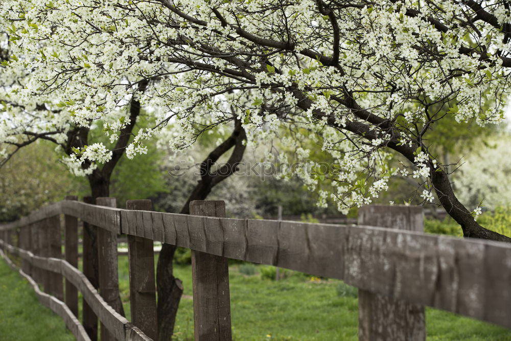 Similar – Image, Stock Photo White Giant Spring Laundry