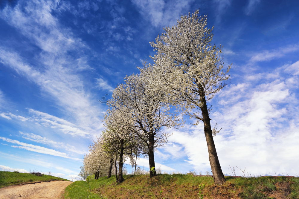 Similar – Image, Stock Photo track marshal Tree Autumn