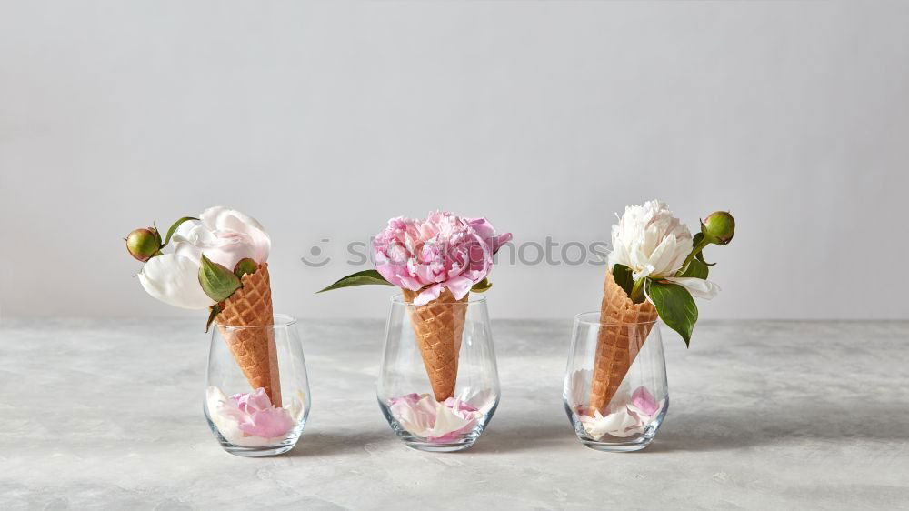 Similar – pink hydrangea flowers with watering can on wooden table