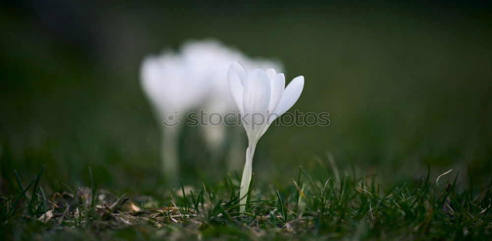 Similar – flowering snowdrops