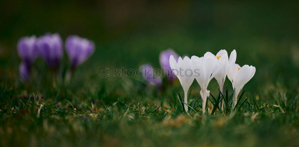 Similar – Image, Stock Photo spring in park VII Plant