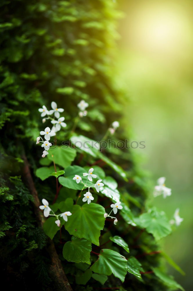 Similar – Image, Stock Photo Fresh, lush meadow white spring flowers close up