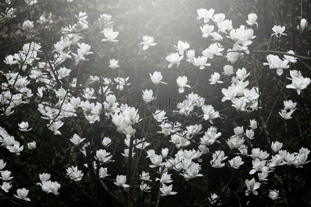 Similar – grauer Frühling Blume