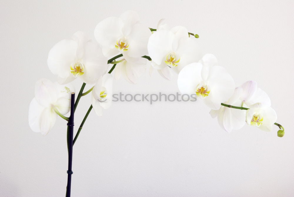 Image, Stock Photo Decorative pattern with delicate flowers