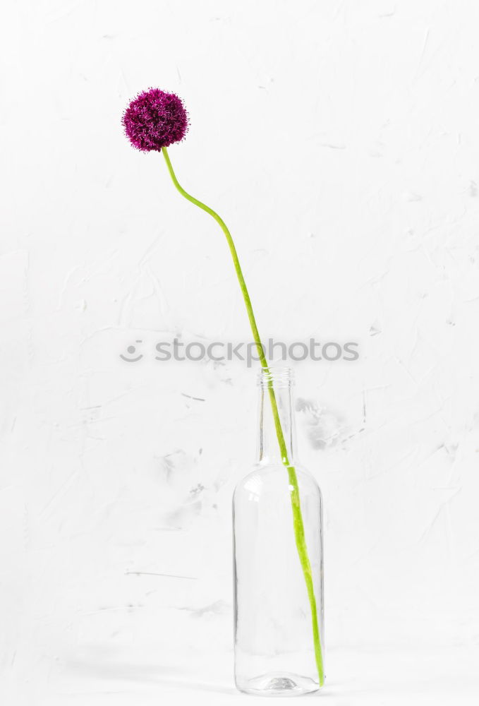 Similar – Image, Stock Photo Allium isolated on white background