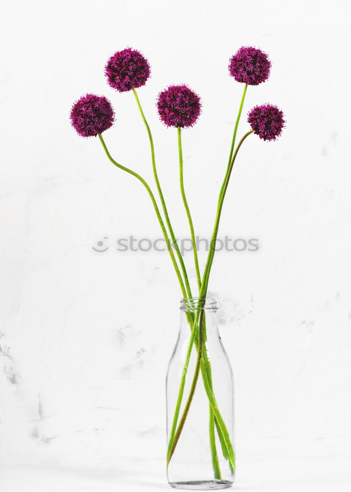 Similar – Image, Stock Photo Allium isolated on white background