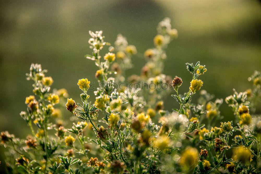 Similar – Image, Stock Photo dandelion Meadow Flower