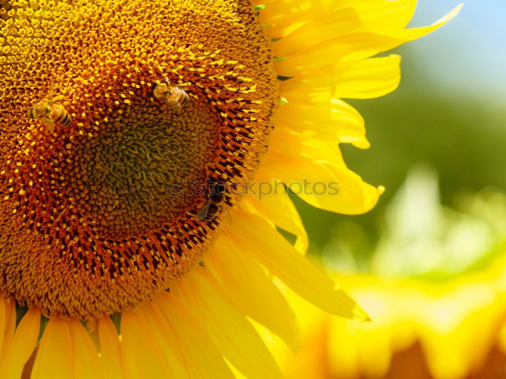 Similar – Image, Stock Photo sunflower Summer