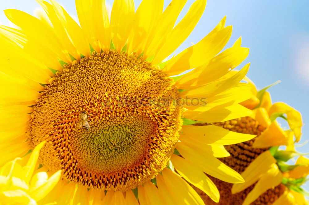 Similar – Image, Stock Photo sunflower Summer