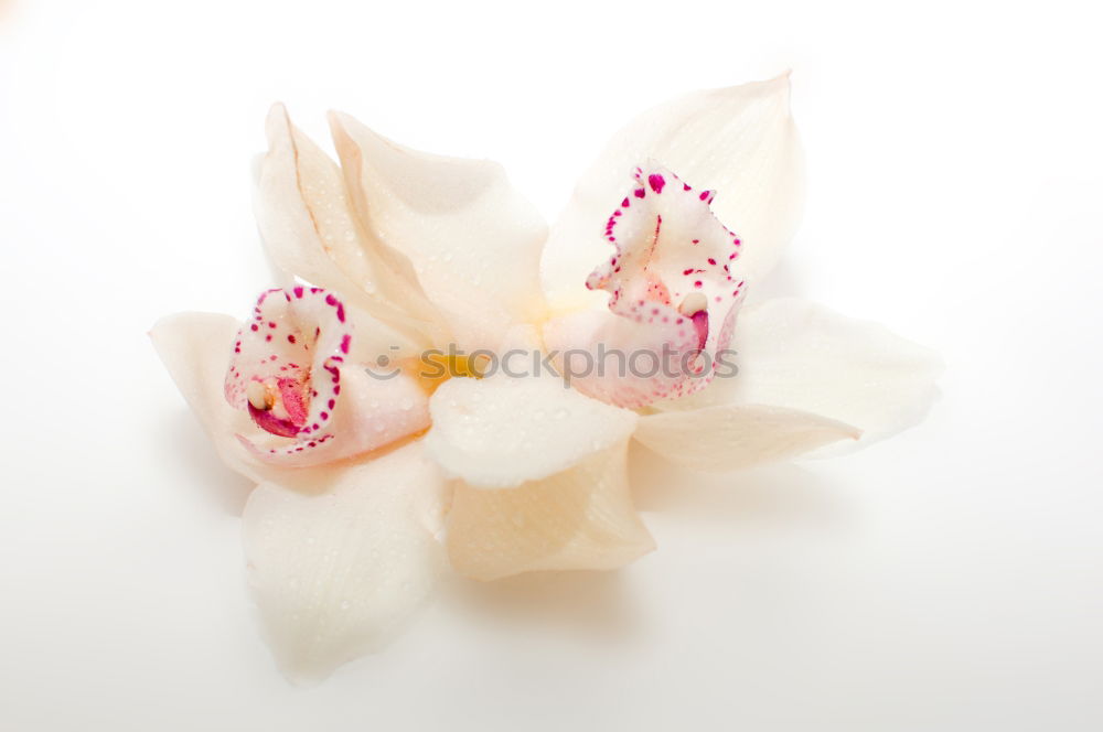 Similar – Image, Stock Photo Decorative pattern with delicate flowers