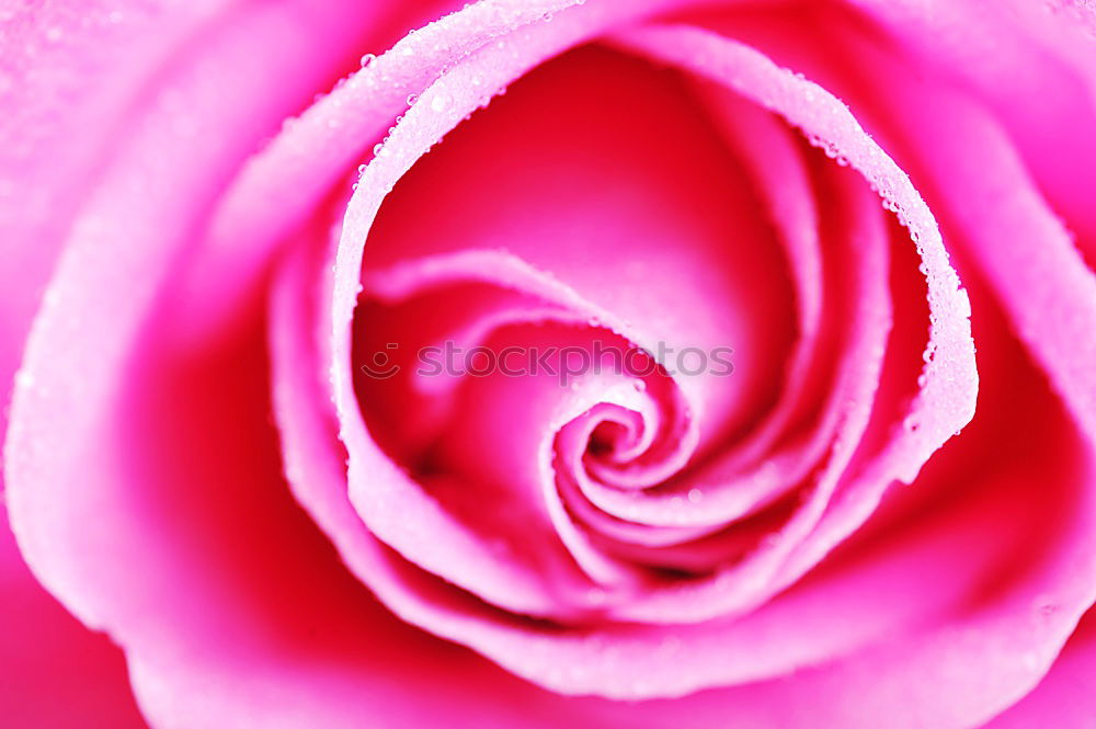 Similar – Image, Stock Photo Ranunculus red