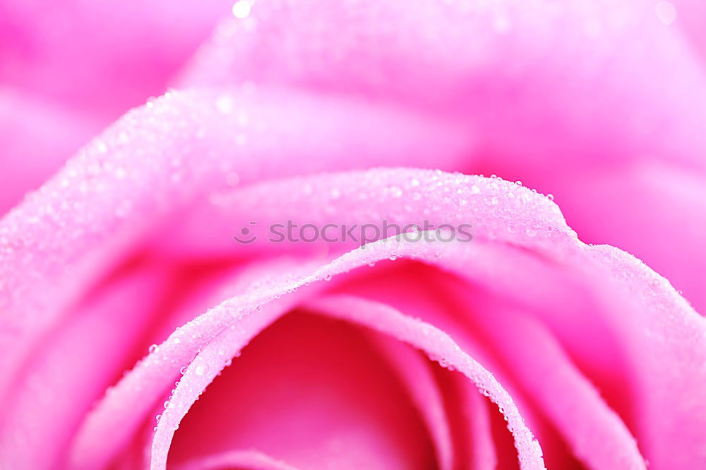 Similar – Image, Stock Photo Pretty Pink VI Garden