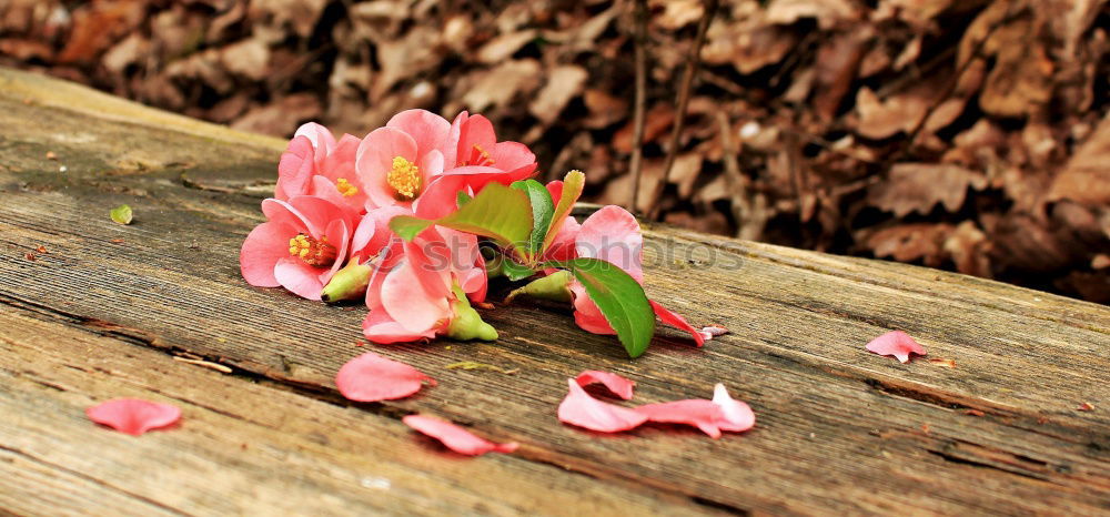 Similar – Image, Stock Photo Rose petal in the rain