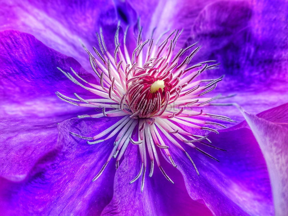 Similar – pink, yellow, green, anemone