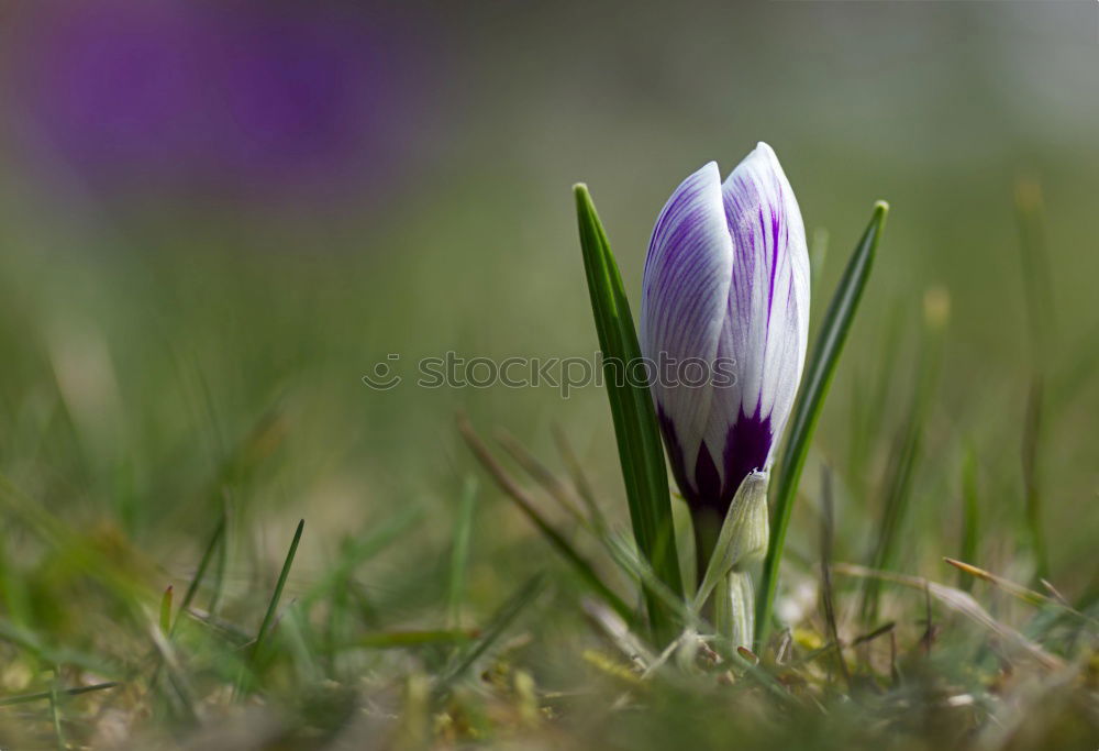 Similar – flowering snowdrops