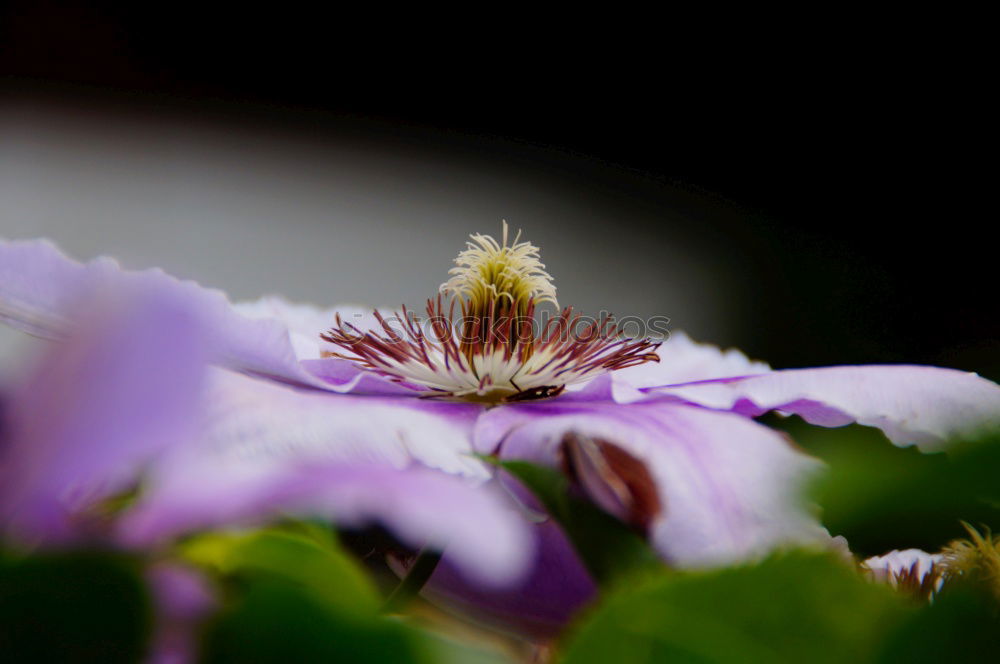 Similar – Image, Stock Photo The color purple (1) Plant