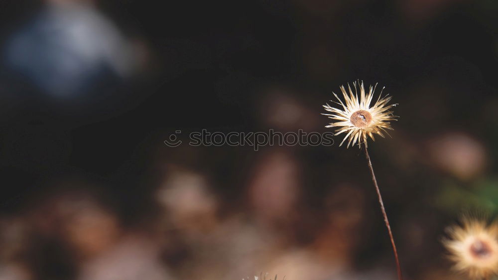 Similar – Image, Stock Photo silent Environment Nature