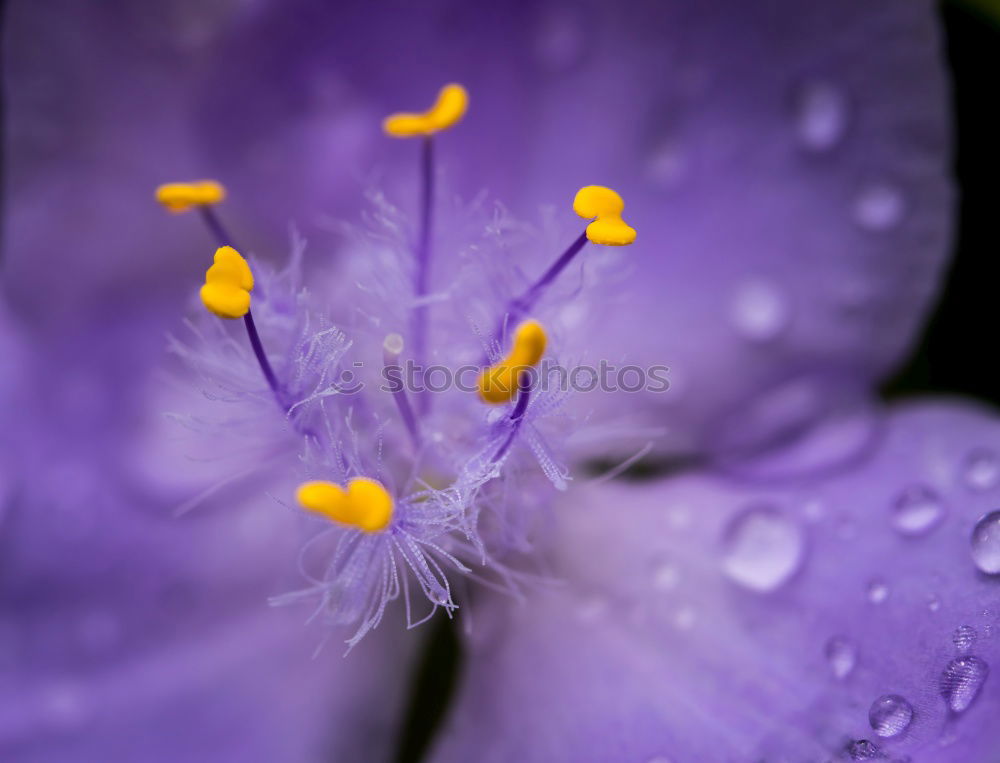 Similar – Detail of a lilac clematis