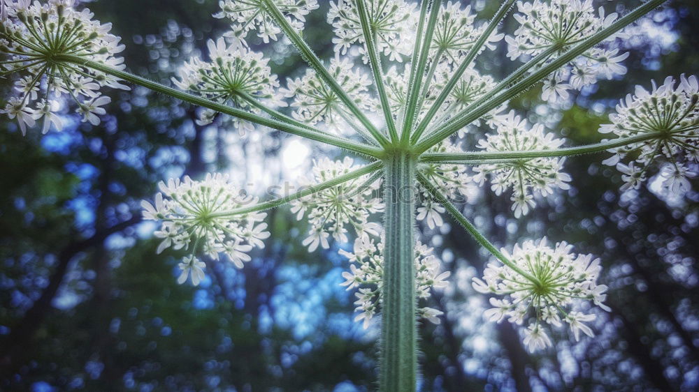 Similar – Foto Bild Nachzügler… Blume Blüte