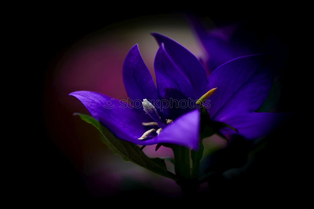 Similar – Image, Stock Photo purple flowering Nature