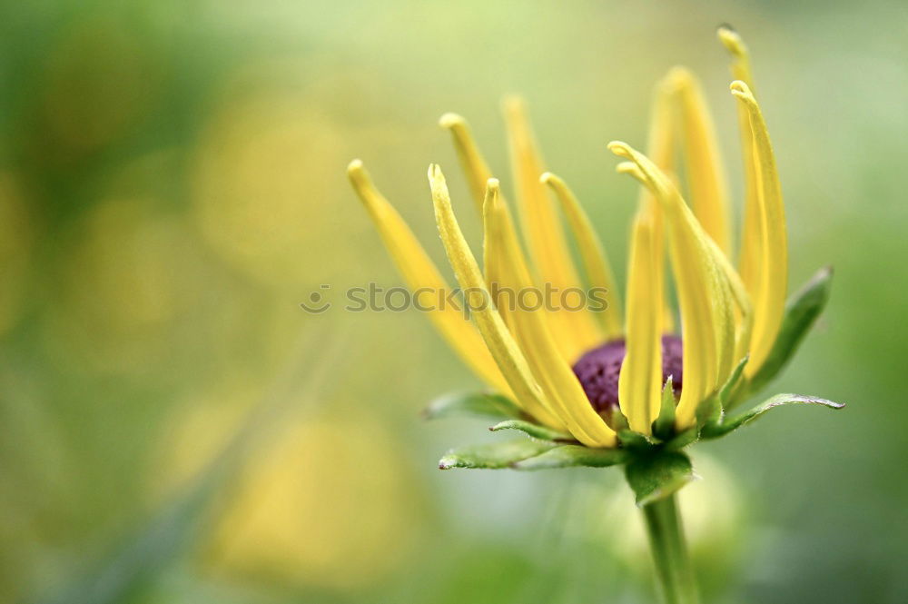 Similar – Image, Stock Photo nigella damascena Life