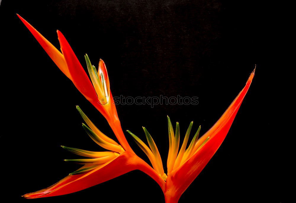 Similar – Image, Stock Photo Tulip power 6 Classical