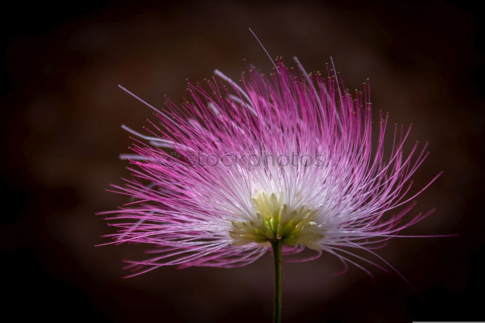 Mimosaceae am Auyan-Tepui (Venezuela)