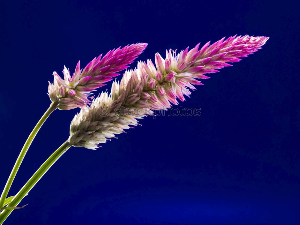 Similar – Image, Stock Photo Grape hyacinth; Muscari Armeniacum