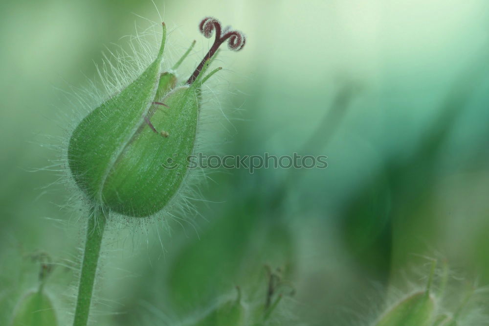 Similar – leaf Leaf Grass Green