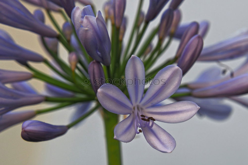 Similar – agapanthus or the colour purple