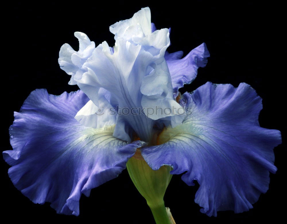 Similar – Roundleaf Bellflower, Campanula rotundifolia