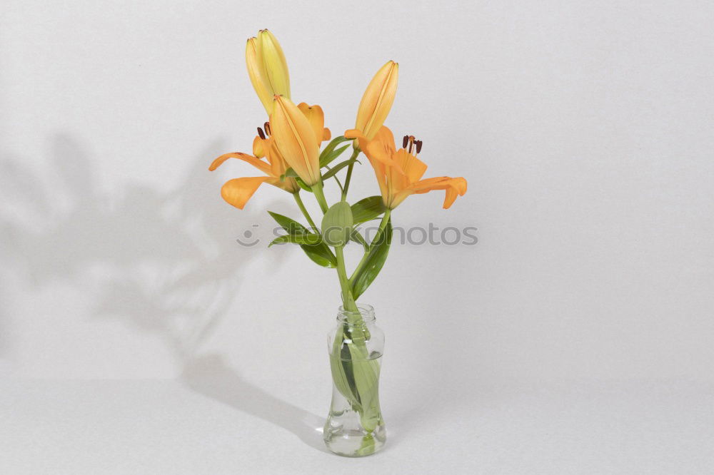 Similar – Image, Stock Photo Scabioses in glass II