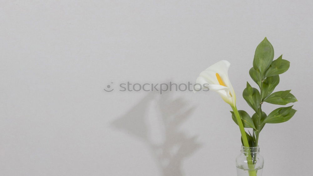 Similar – shadow plays Plant Flower