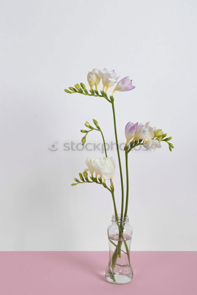 Similar – Image, Stock Photo daisies Flower Daisy