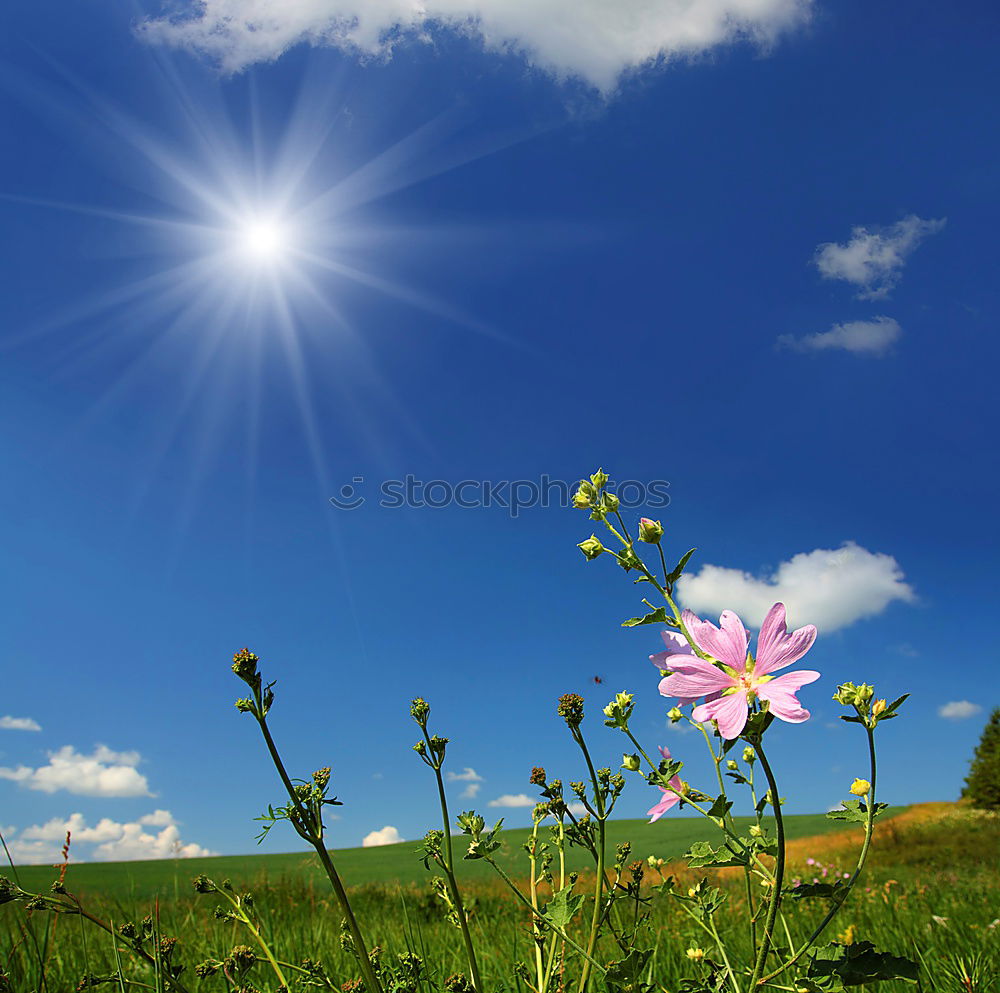 Similar – flower meadow Summer Sun