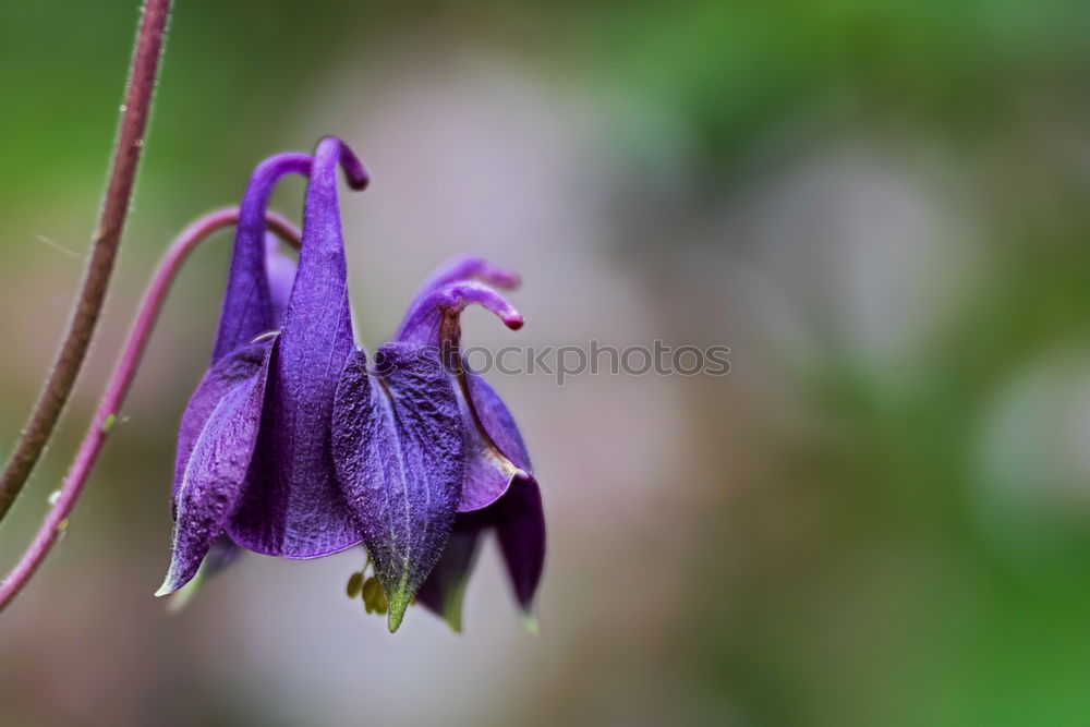 Similar – Blue flower Blossom Detail