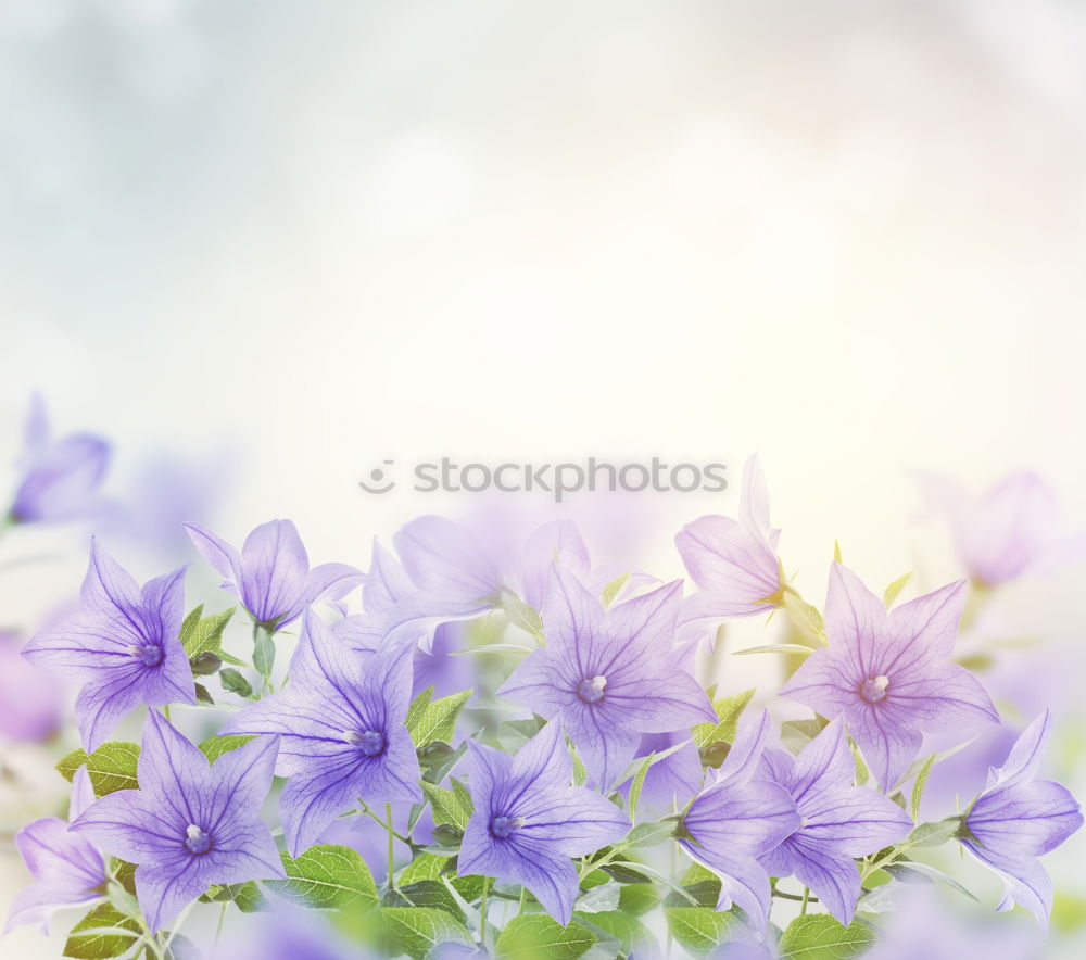 Similar – Image, Stock Photo not perfect. Nature Plant