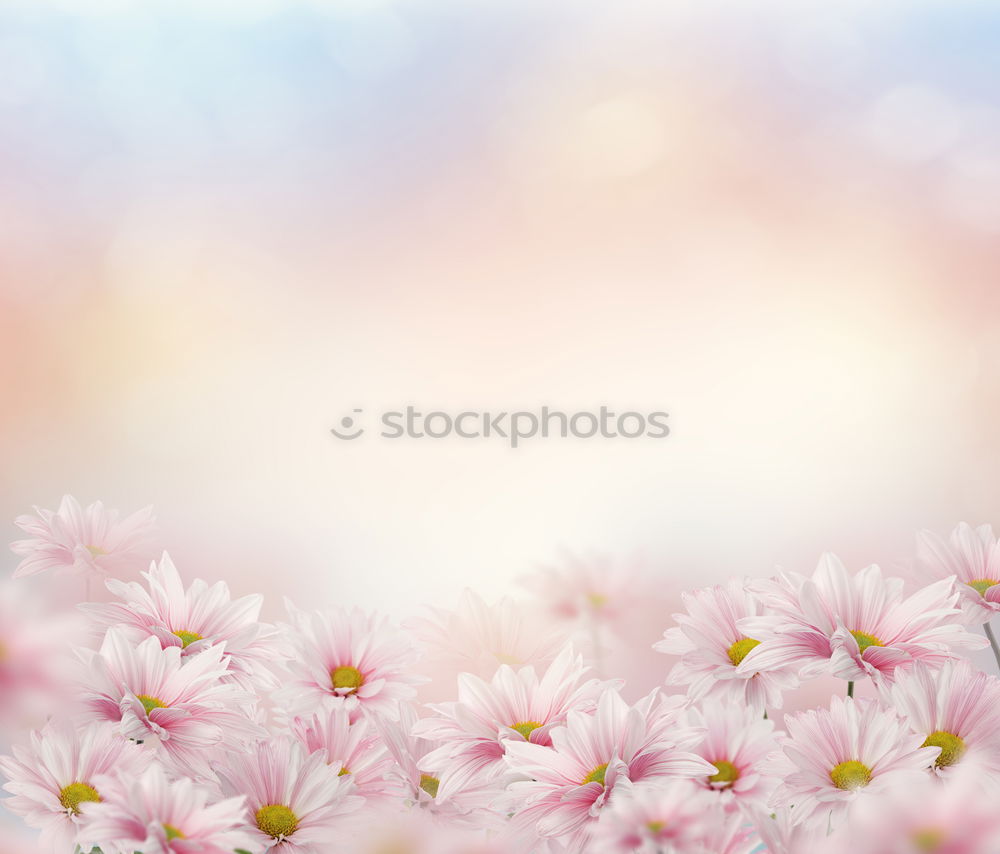 Similar – Image, Stock Photo before autumn Nature Plant